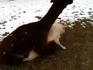 Two nice farm animals have sex on cam