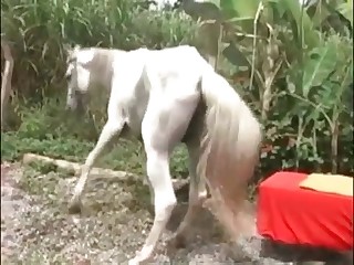 beasttube dog horse