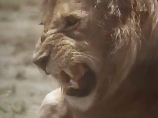 Wild lion drills his sexy girlfriend