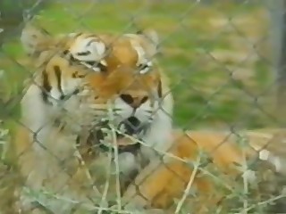 Big beautiful animals are naughty by nature