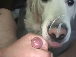 Kinky dog loves sucking dick in POV