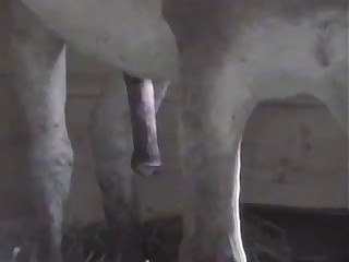 Take a look at this beautiful horse cock