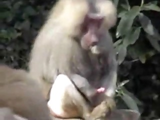 Porn animal monkey Men Xxx