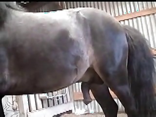 Sexy model and a brutal horse