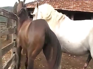 Horse fucked his sweet girlfriend in the doggy style