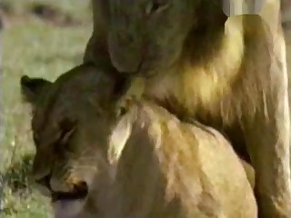 Sexy lioness gets fucked by hot lion