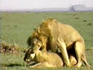 Sexy lioness gets fucked by hot lion