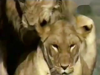 Sexy lioness gets fucked by hot lion
