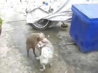 Gay zoo sex with two dogs that bang hard