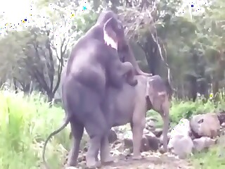 Elephant fuck with two big beasts fucking