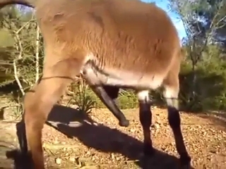 Donkey's sucking improvesтАж auto-fellatio time