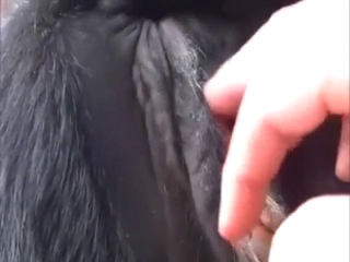 Cow vag is going to get fingered by a hot dude