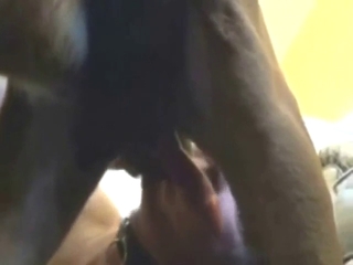 Sexy dog enjoying hot oral session, amateur-style