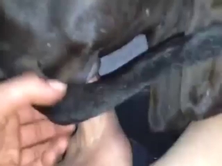 Guy's hard cock is going to destroy a dog's hole