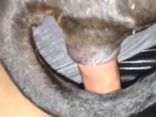 Guy's hard cock is going to destroy a dog's hole