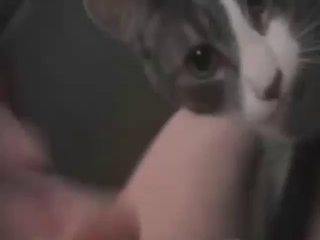 Cat licks his dick and he shows it all off on cam