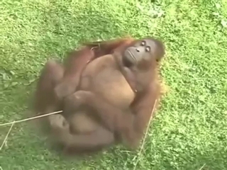 Monkey cumming hard in a very funny solo scene