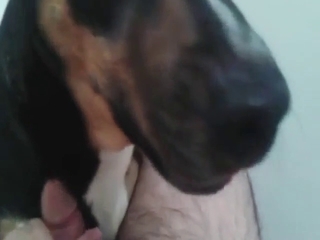 Black dog decides to show its cock licking skills