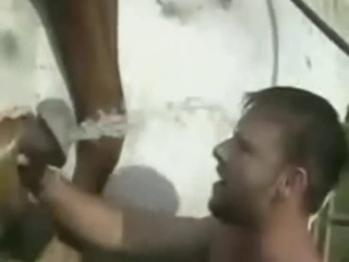Bestiality porn shows a horse splashing cum on him