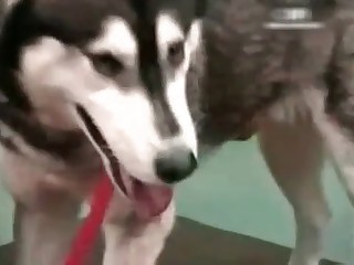 Beautiful husky having some hot bestiality action