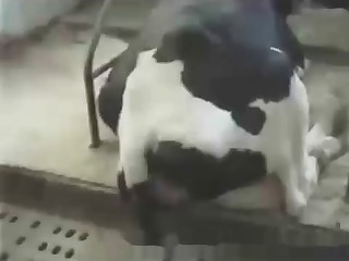 Close up bestiality anal sex with a dirty animal